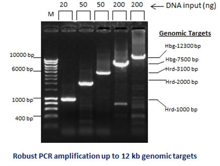 Saliva Direct PCR 